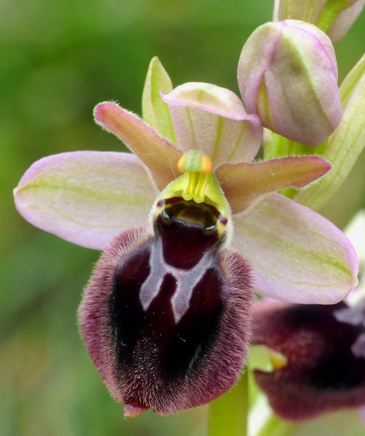 Primi di maggio 2015; alcuni ibridi di Ophrys nel Lazio.